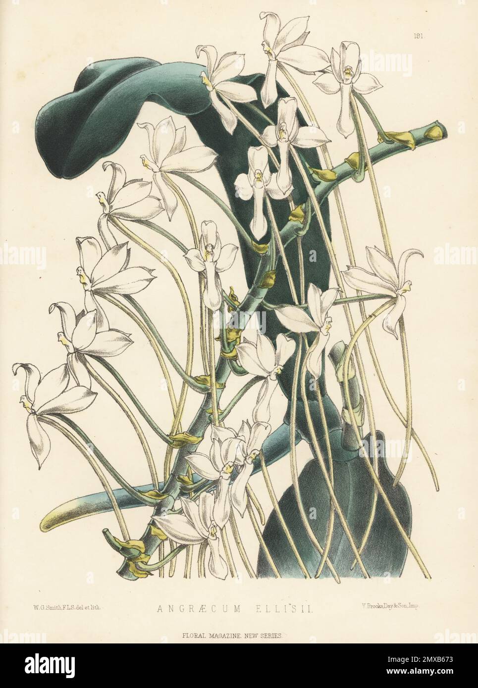 Aerangis ellisii, orchidea epifitica. Coltivato da MR Day di Tottenham da una pianta portata dal Madagascar dal reverendo W. Ellis. Come Angraecum ellisii. Illustrazione botanica a mano disegnata e litografata da Worthington George Smith da Henry Honywood Dombrain's Floral Magazine, New Series, Volume 4, L. Reeve, Londra, 1875. Litografia stampata da Vincent Brooks, Day & Son. Foto Stock