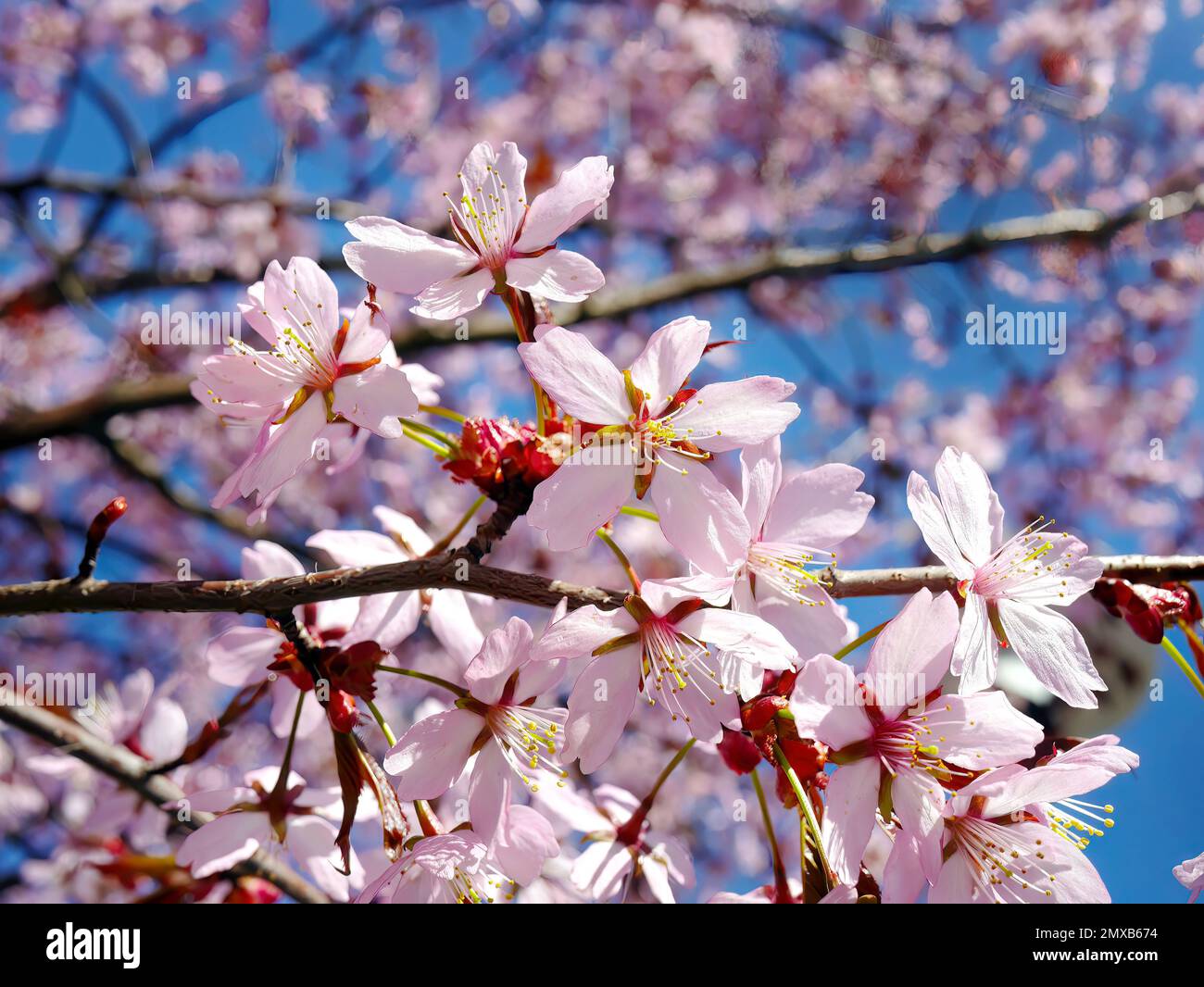 Primo piano mazzo di fiori di ciliegia Himalayani selvatici, fiori di tigre giganti, Sakura Rosa, Prunus cerasoides, con sfondo cielo blu, focus selettivo Foto Stock