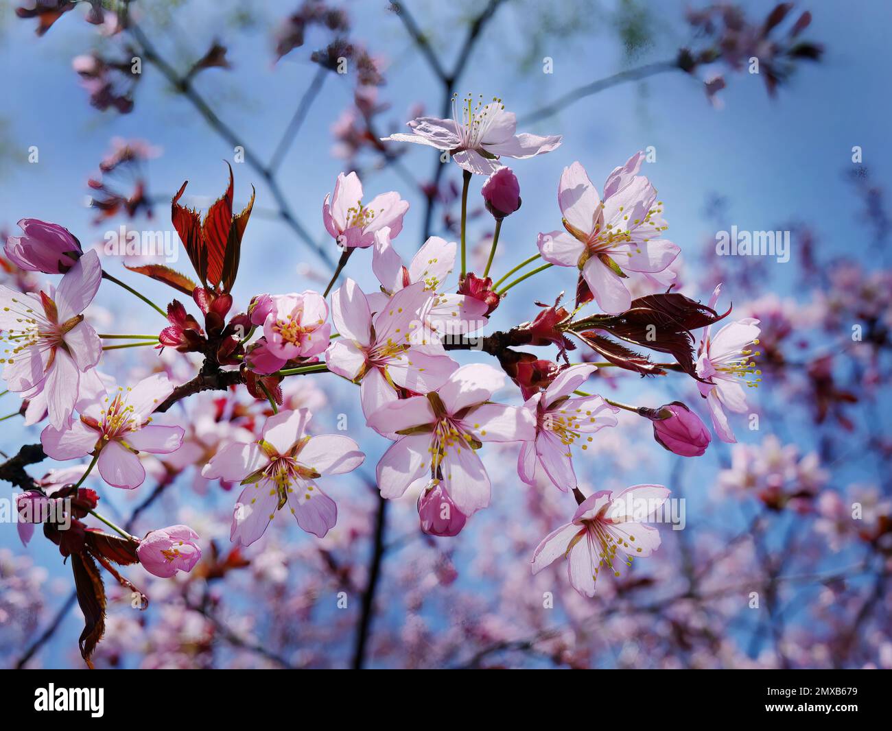Primo piano mazzo di fiori di ciliegia Himalayani selvatici, fiori di tigre giganti, Sakura Rosa, Prunus cerasoides, con sfondo cielo blu, focus selettivo Foto Stock