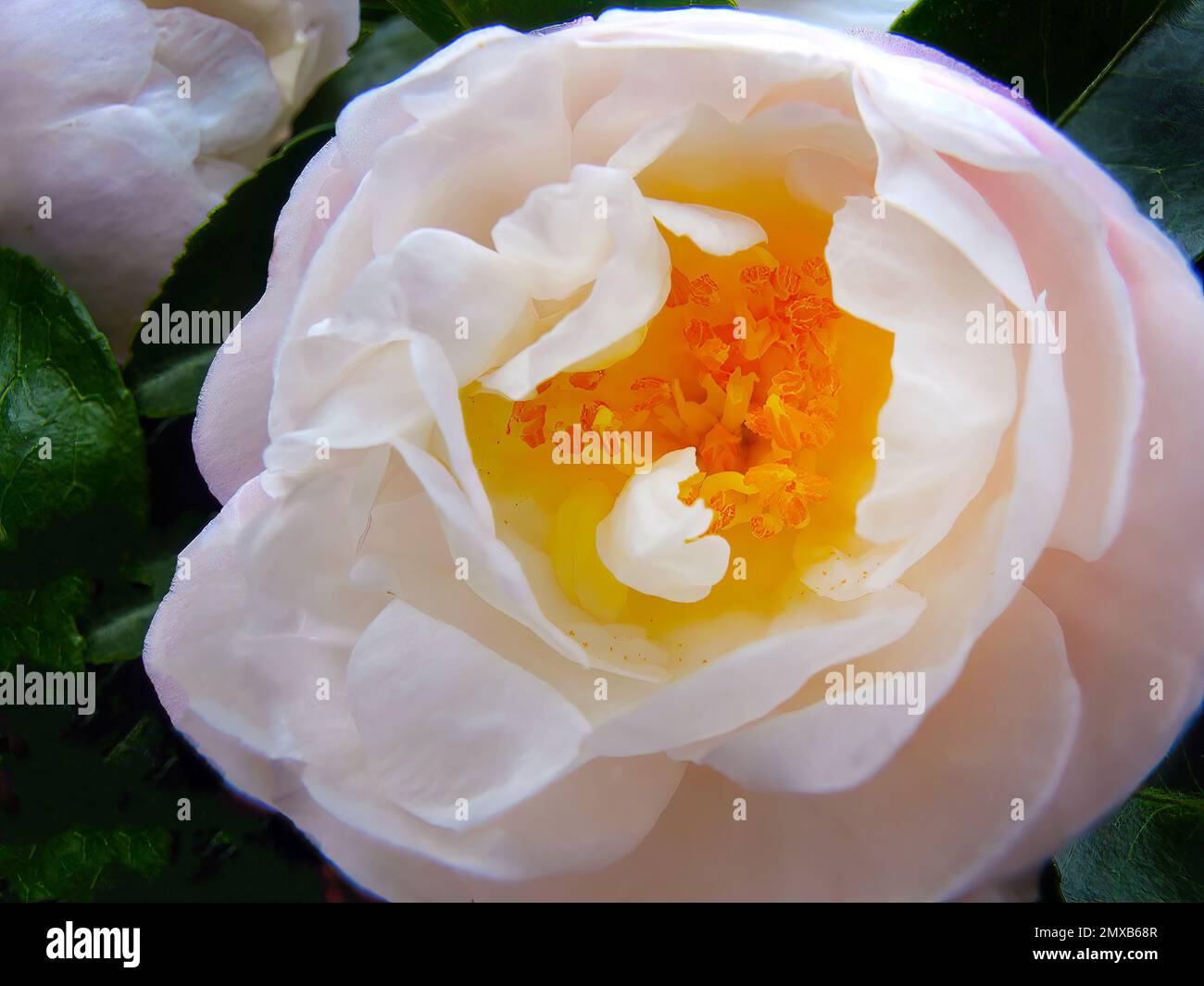 Direttamente sopra primo piano fioritura rosa pastello con rosa polline giallo, flora, floreale, sfondo, rosa tenue, colorato, sfondo naturale, fiori Foto Stock
