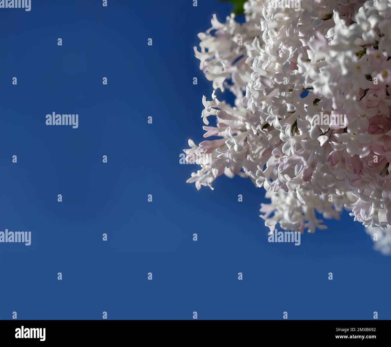 Basso angolo di vista di rosa pastello lilla persiana, syringa perica fiori bouquet, sfondo cielo blu luminoso, villosa lilla, fioritura naturale Foto Stock