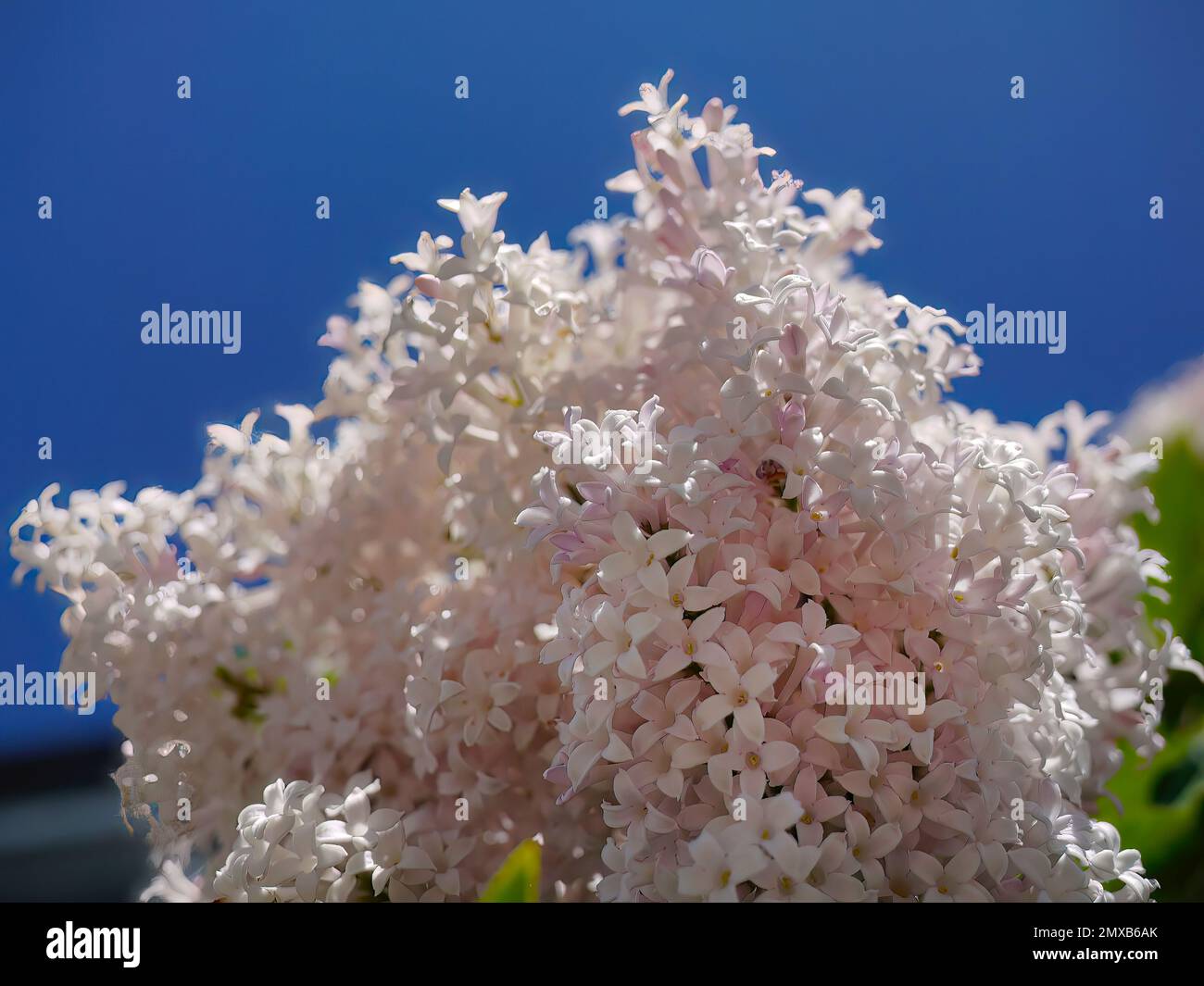 Basso angolo di vista di rosa pastello lilla persiana, syringa perica fiori bouquet, sfondo cielo blu luminoso, villosa lilla, fioritura naturale Foto Stock