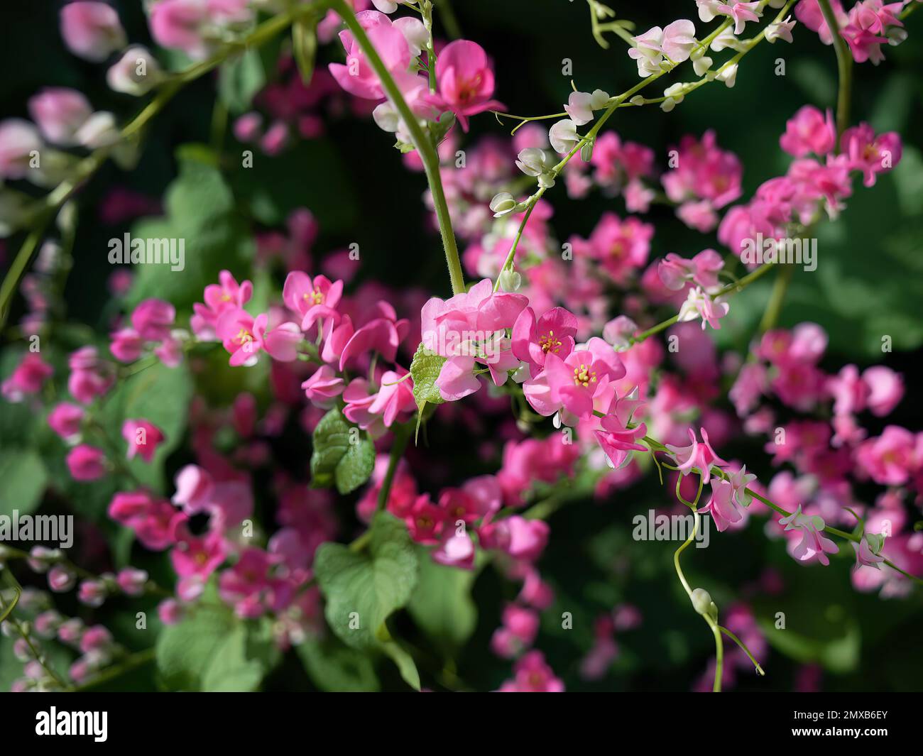 Piccoli fiori rosa Antigonon leptopus gancio, Tigon fiori, edera piccola, fiori di vite rosa, superriduttore messicano, Catena d'amore, Creeper Flower, Coral Vine Foto Stock
