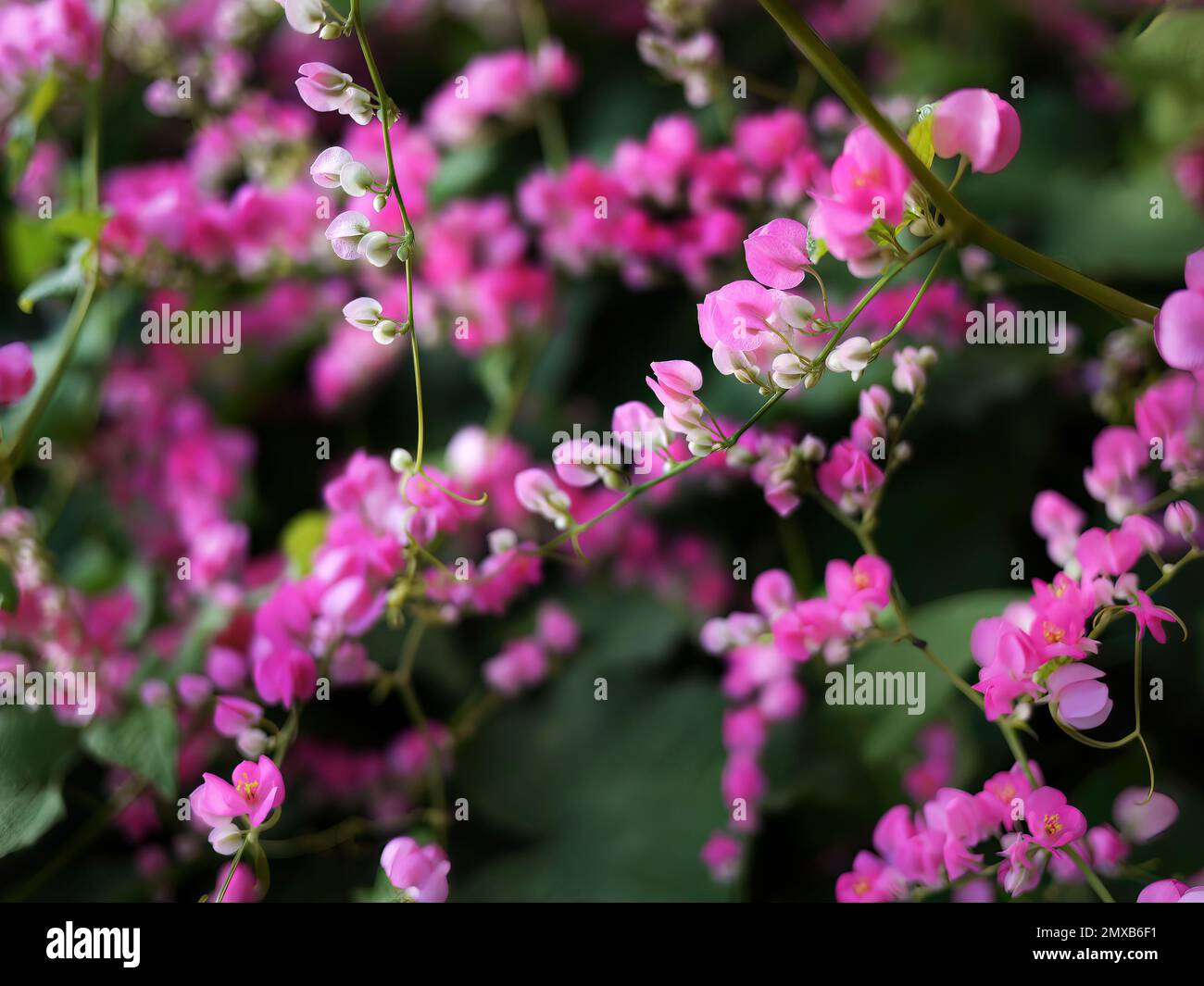 Piccoli fiori rosa Antigonon leptopus gancio, Tigon fiori, edera piccola, fiori di vite rosa, superriduttore messicano, Catena d'amore, Creeper Flower, Coral Vine Foto Stock