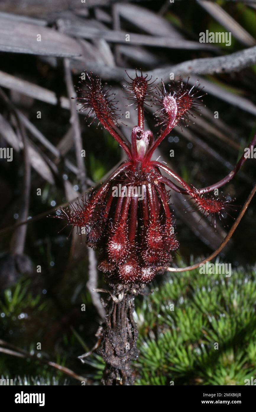 Rugiada carnivora con foglie di colore rosso scuro appiccicoso, Drosera roraimae, nell'habitat naturale di Auyan Tepui, Venezuela Foto Stock