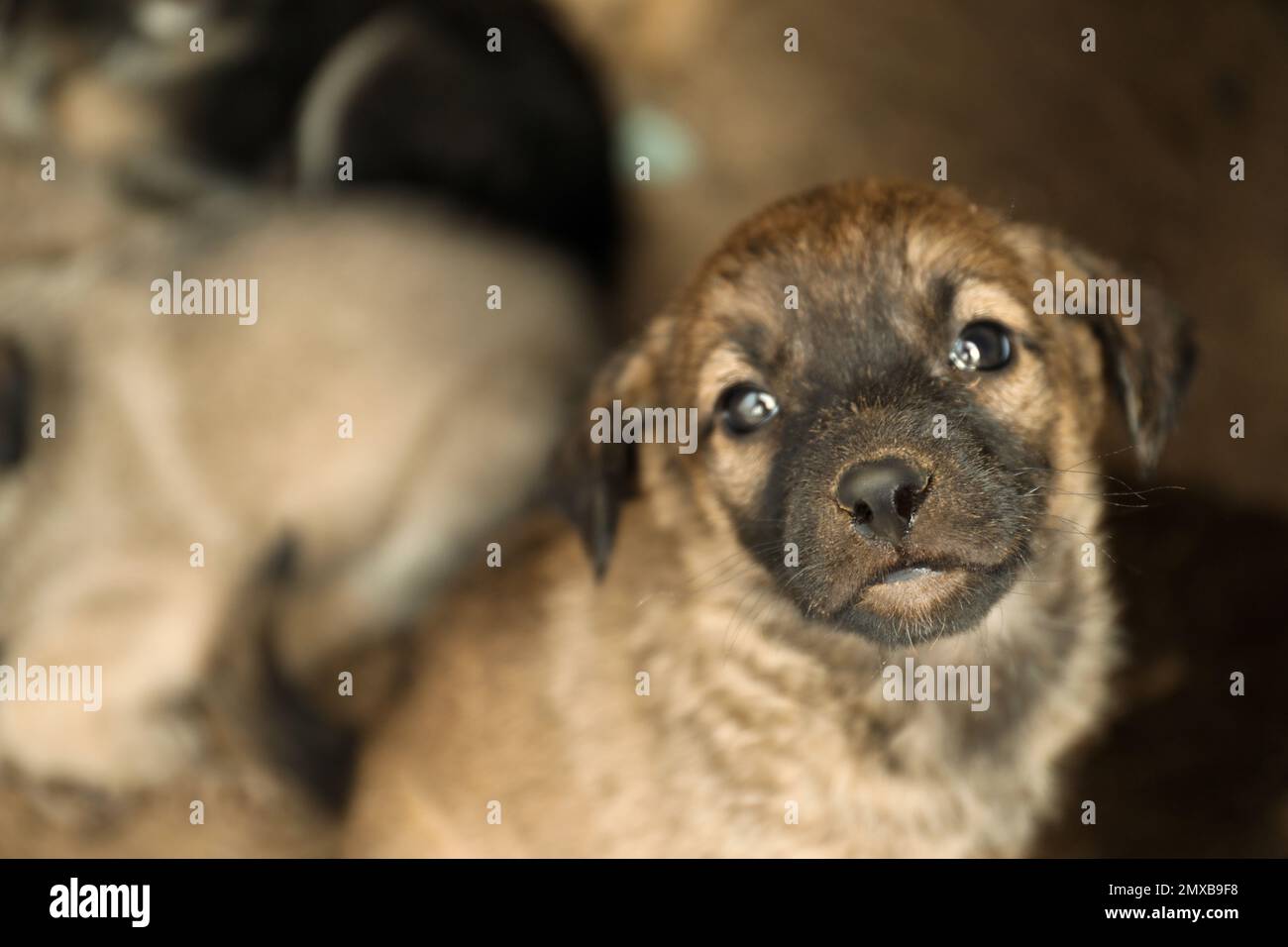 Cucciolo senza casa, vista primo piano. Animale bambino randagio Foto Stock