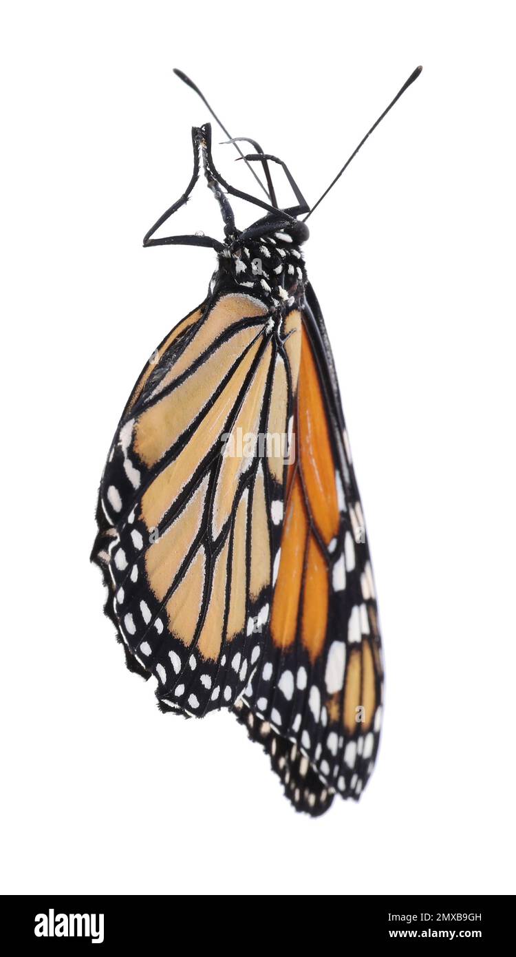 Bella fragile farfalla monarca isolato su bianco Foto Stock
