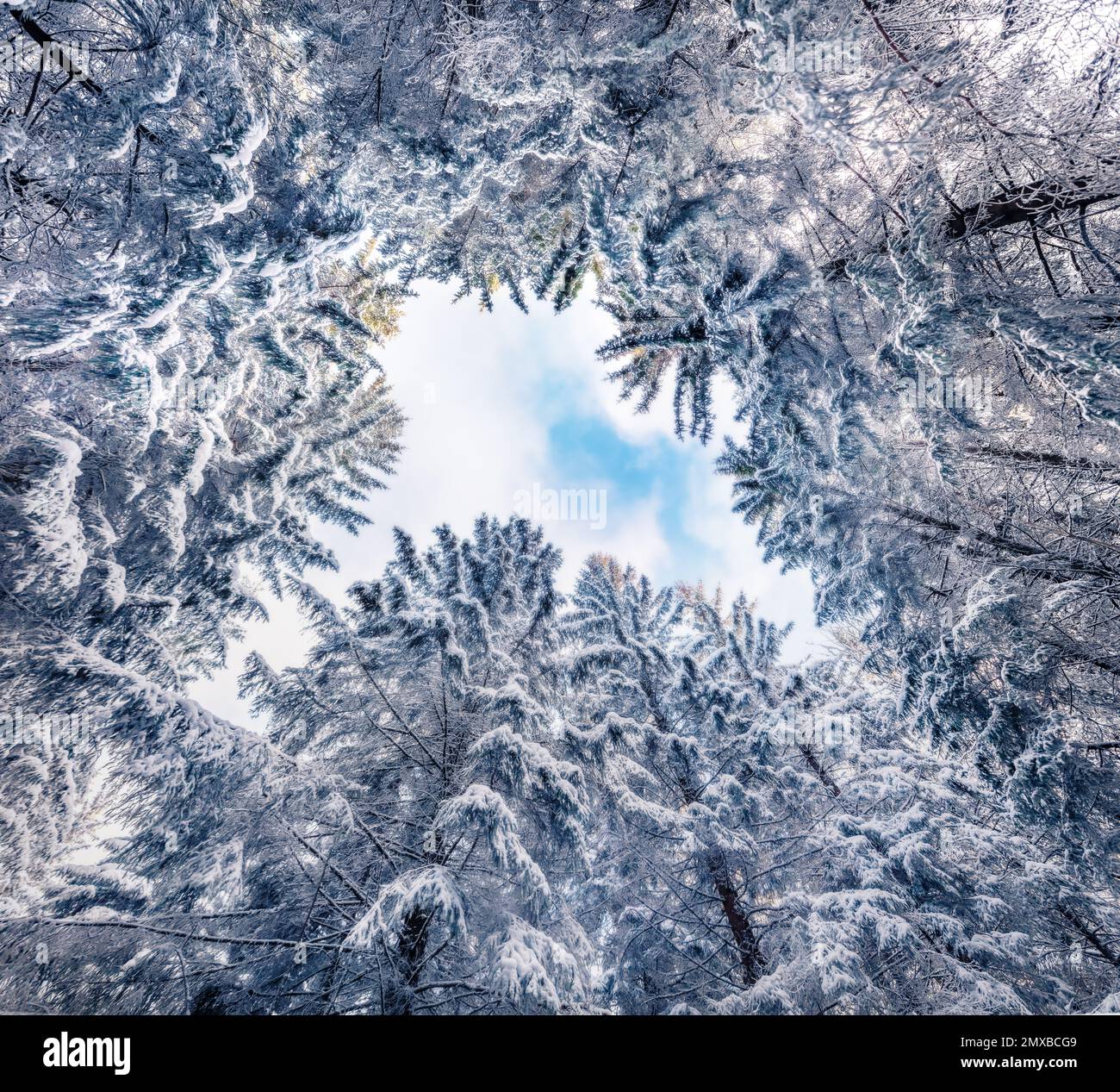 Vista sulle cime degli alberi innevati firr. Maestosa scena invernale della foresta di montagna. Splendido paesaggio invernale. Foto Stock