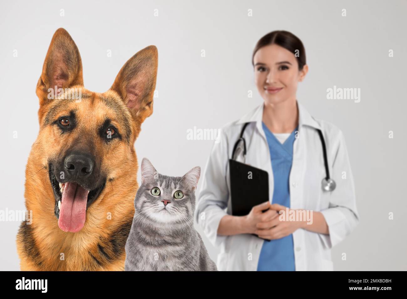 Carino cane pastore tedesco con gatto e veterinario su sfondo chiaro Foto Stock