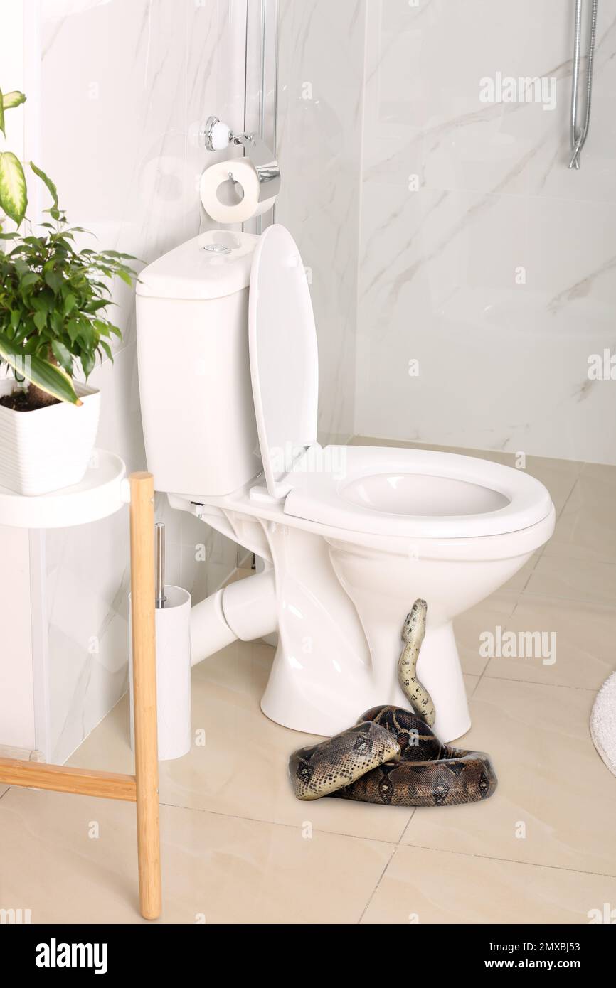 Costrittore marrone vicino al water in bagno Foto Stock