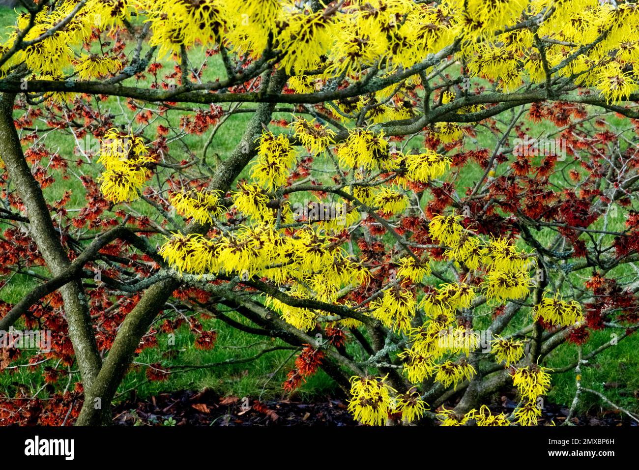 Inverno, arbusti, Hamamelis intermedia, Strega nocciolo, arbusti fiorenti invernali, Hamamelis Aurora e Pallida fioriture giallo-rosso nel giardino Foto Stock