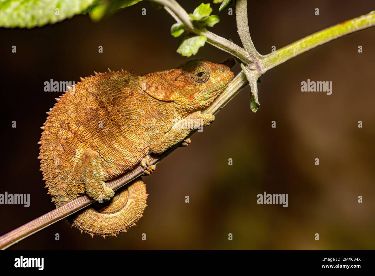 Calumma cripticum, comunemente noto come il camaleonte criptico o camaleonte blu, specie di camaleonte endemico, riserva Peyrieras Madagascar esotico Foto Stock