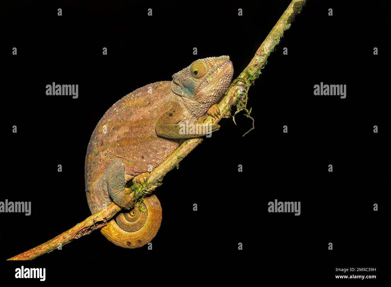 Il camaleonte di o'Shaughnessy (Calumma oshaughnessyi), specie endemiche di camaleonte, il Parco Nazionale di Andasibe-Mantadia, animali selvatici del Madagascar Foto Stock