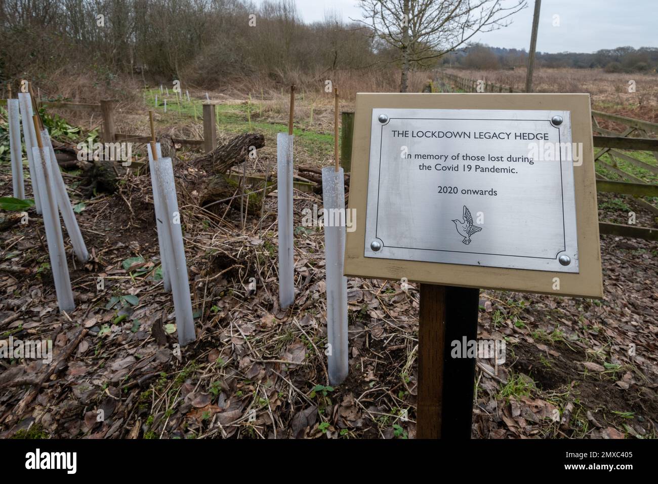 Il Lockdown Legacy Hedge e la targa presso la Unstead Wetland Nature Reserve vicino a Godalming, Surrey, Inghilterra, Regno Unito, covid-19 coronavirus pandemic Memorial Foto Stock