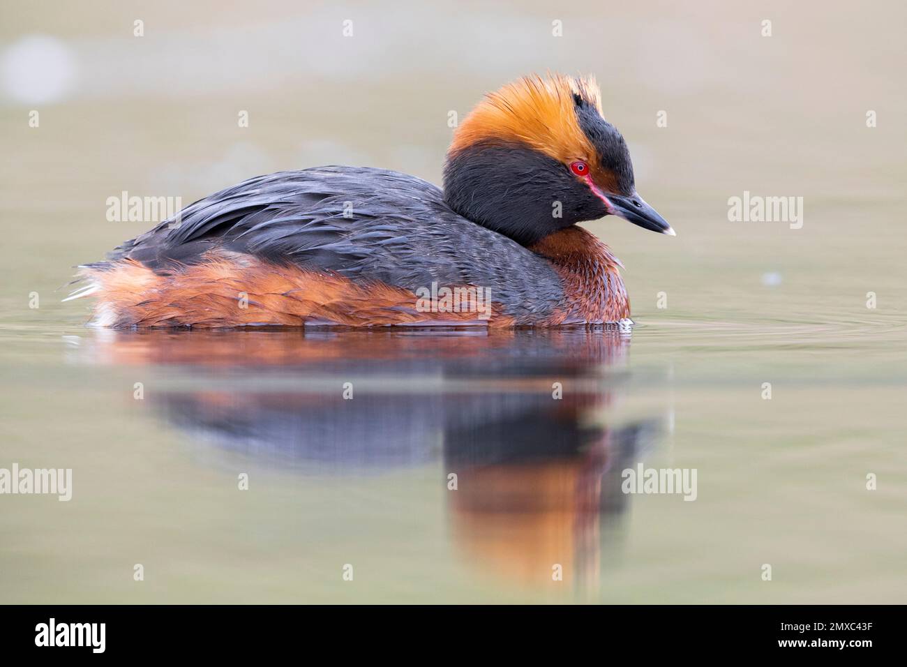 Corna Grebe (Podiceps auritus), vista laterale di un adulto in acqua, regione nordoccidentale, Islanda Foto Stock