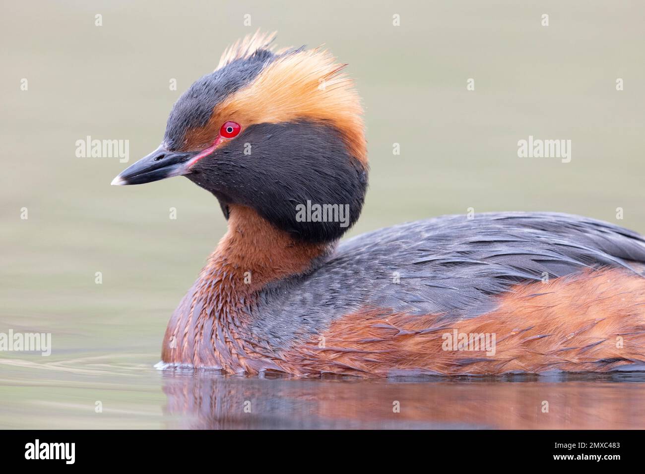 Corna Grebe (Podiceps auritus), primo piano di un adulto, regione nordoccidentale, Islanda Foto Stock