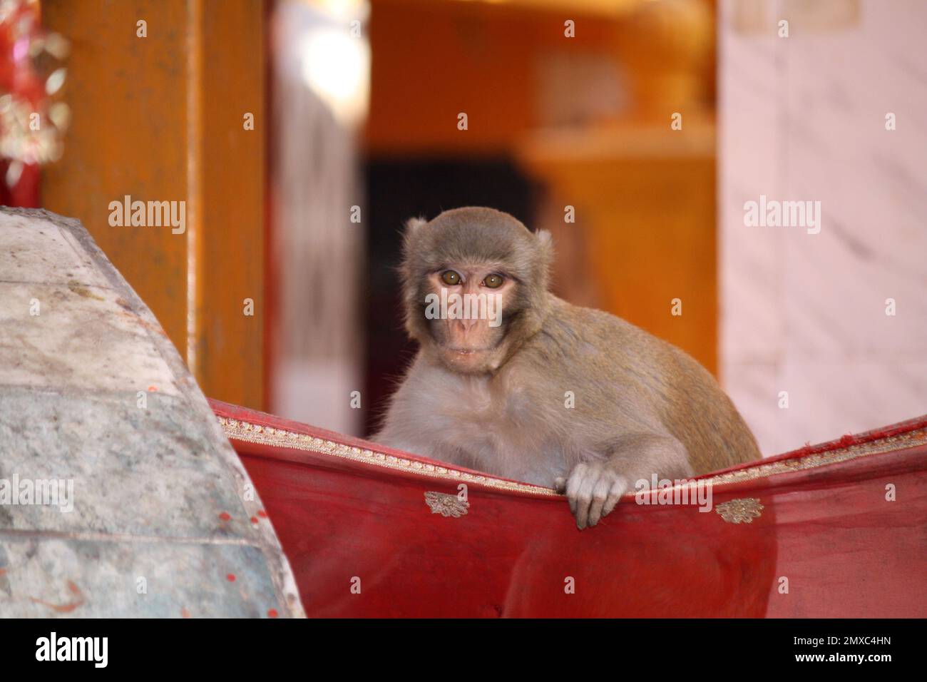 Macaco rhesus (Macaca mulatta) in un tempio alla ricerca di cibo : (pix Sanjiv Shukla) Foto Stock