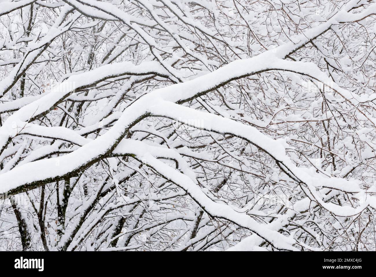 Paesaggio innevato, modello di rami innevati, Campania, Italia Foto Stock