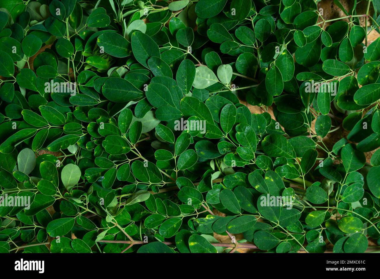 Foglie di Moringa oleifera, fondo erbacea tropicale Foto Stock