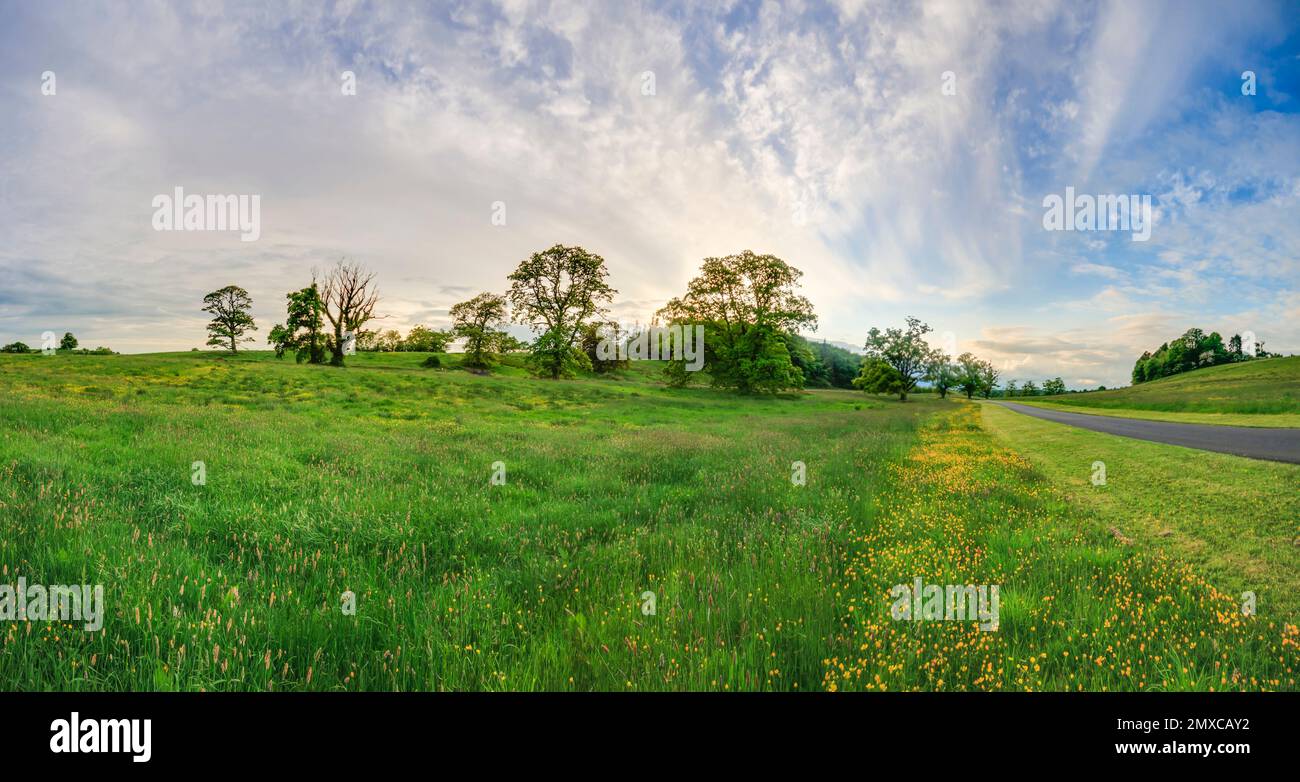 Un gruppo di vecchi alberi raffigurati durante il giorno in un cielo leggermente nuvoloso in Irlanda nel 2013 Foto Stock