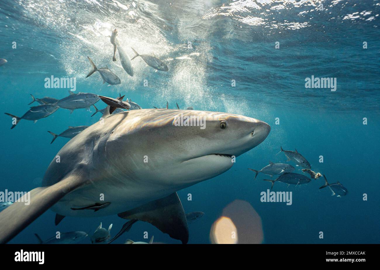 Avvicinandosi al photographer.Florida, Stati Uniti d'America: GLI scatti ottici COMICI dell'illusione sembrano come un tuffatore sta per essere inghiottito da uno squalo avido. Altri imag Foto Stock