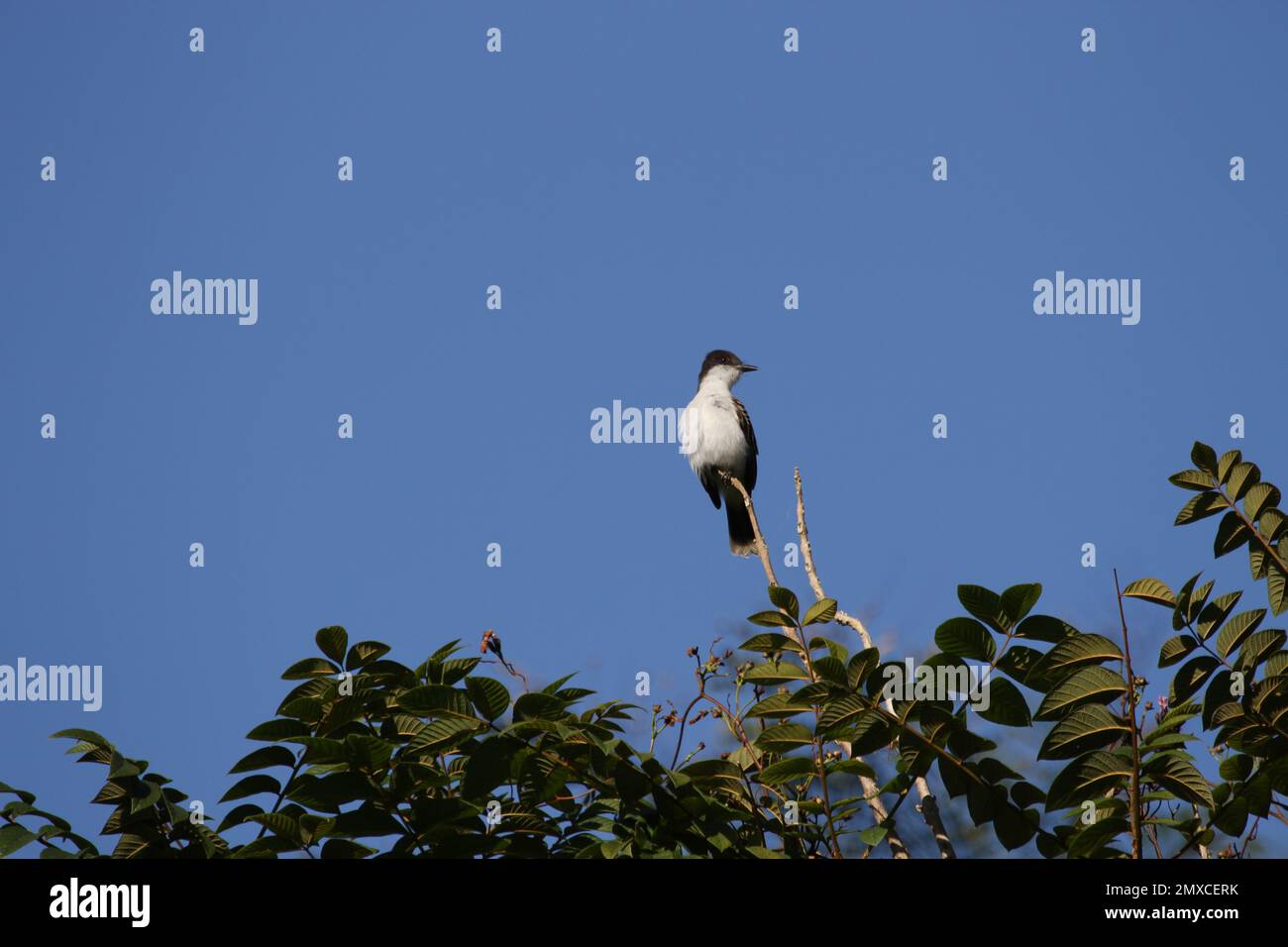 Un primo piano di un tiranno pugnace reale arroccato su un ramo d'albero Foto Stock