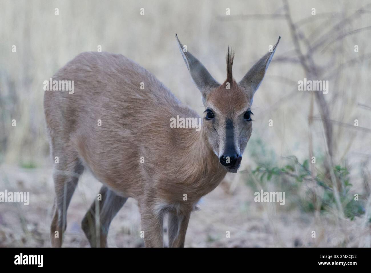 Steenbok (Raphicerus campestris) nella Riserva Naturale di Okonjima, Namibia Foto Stock