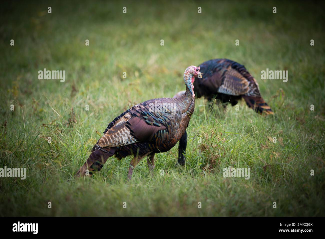 Un primo piano di due tacchini che camminano su un campo verde, cornice vignetta Foto Stock