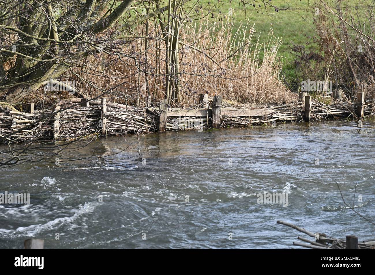 Faggot fasci come un risultato parziale di pleaching posto nel River Eye vicino al villaggio di Bourton sull'acqua, Gloucestershire per prevenire l'erosio Foto Stock