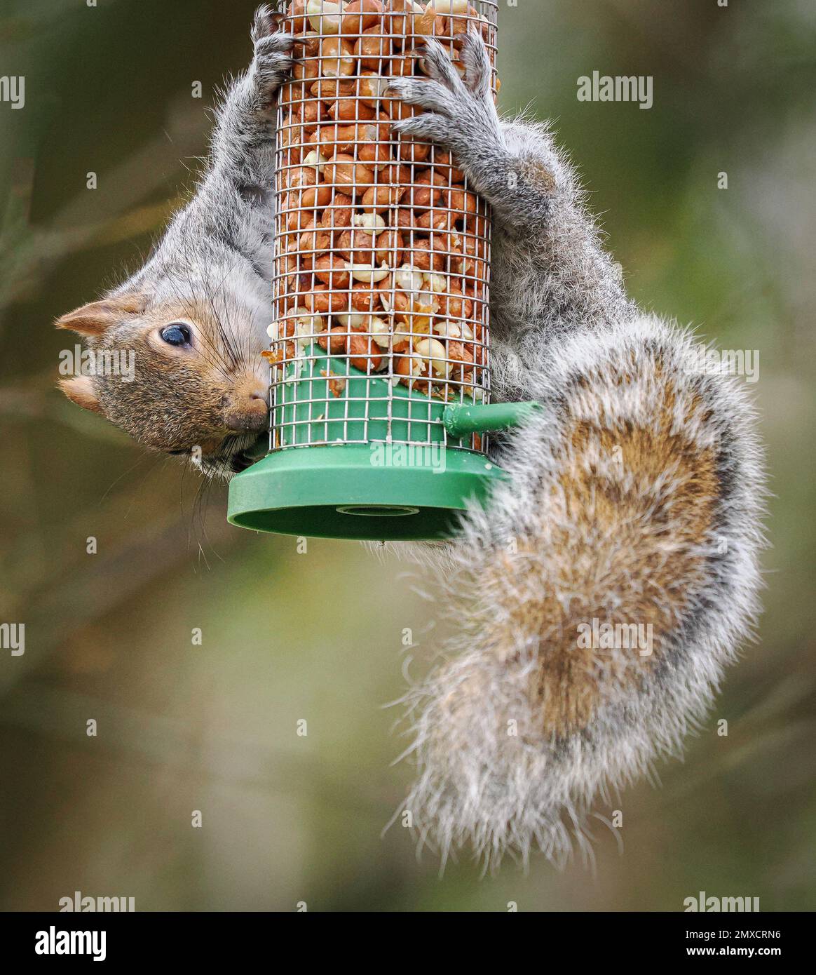 Scoiattolo grigio Sciurus carolinensis razzia un alimentatore di uccelli caricato con arachidi in un giardino inglese Foto Stock