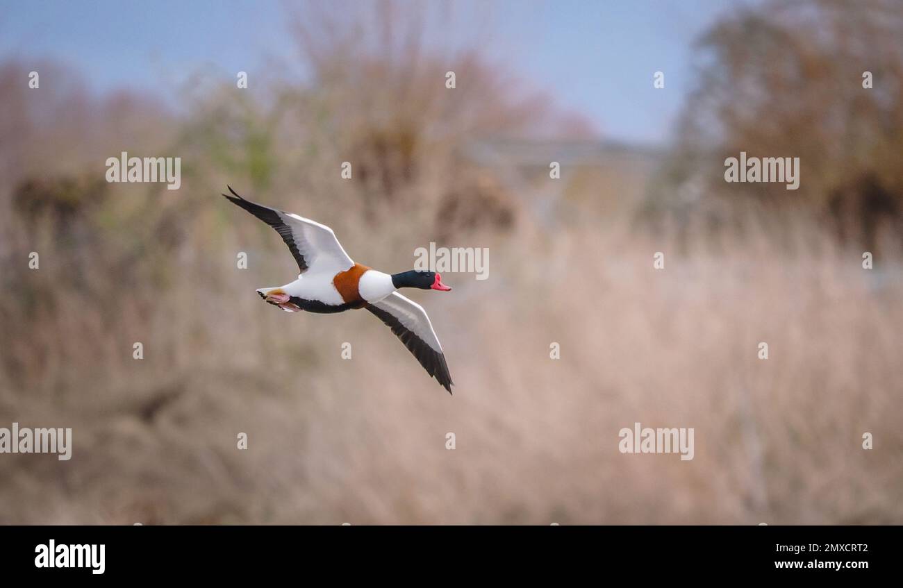 Shelduck Tadorna tadorna che arriva a terra su un lago a Slimbridge Gloucestershire uk Foto Stock