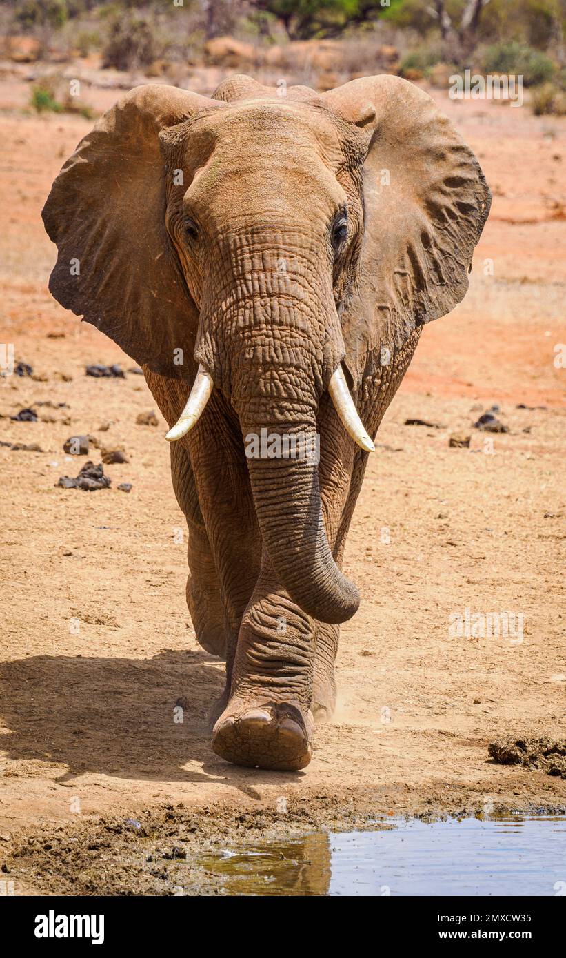 Il giovane elefante africano Loxodonta africanus si avvicina a una sorgente nel Parco Nazionale dello Tsavo in Kenya Foto Stock