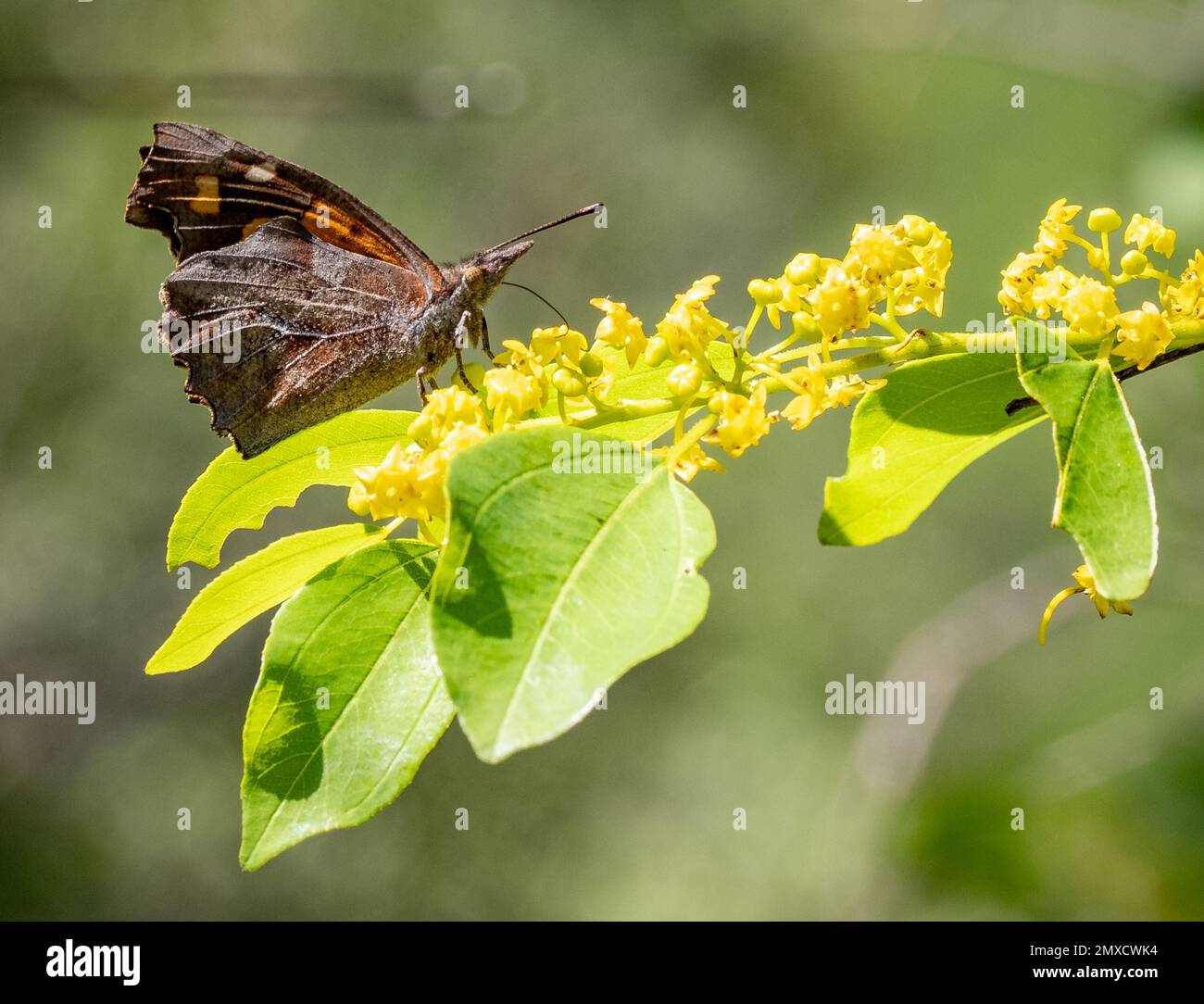 Ortica Butterfly libithea celtis con le sue ali smerlate insolitamente sagomate e le palme prominenti che si nutrono di fiori di albero nella Grecia settentrionale Foto Stock