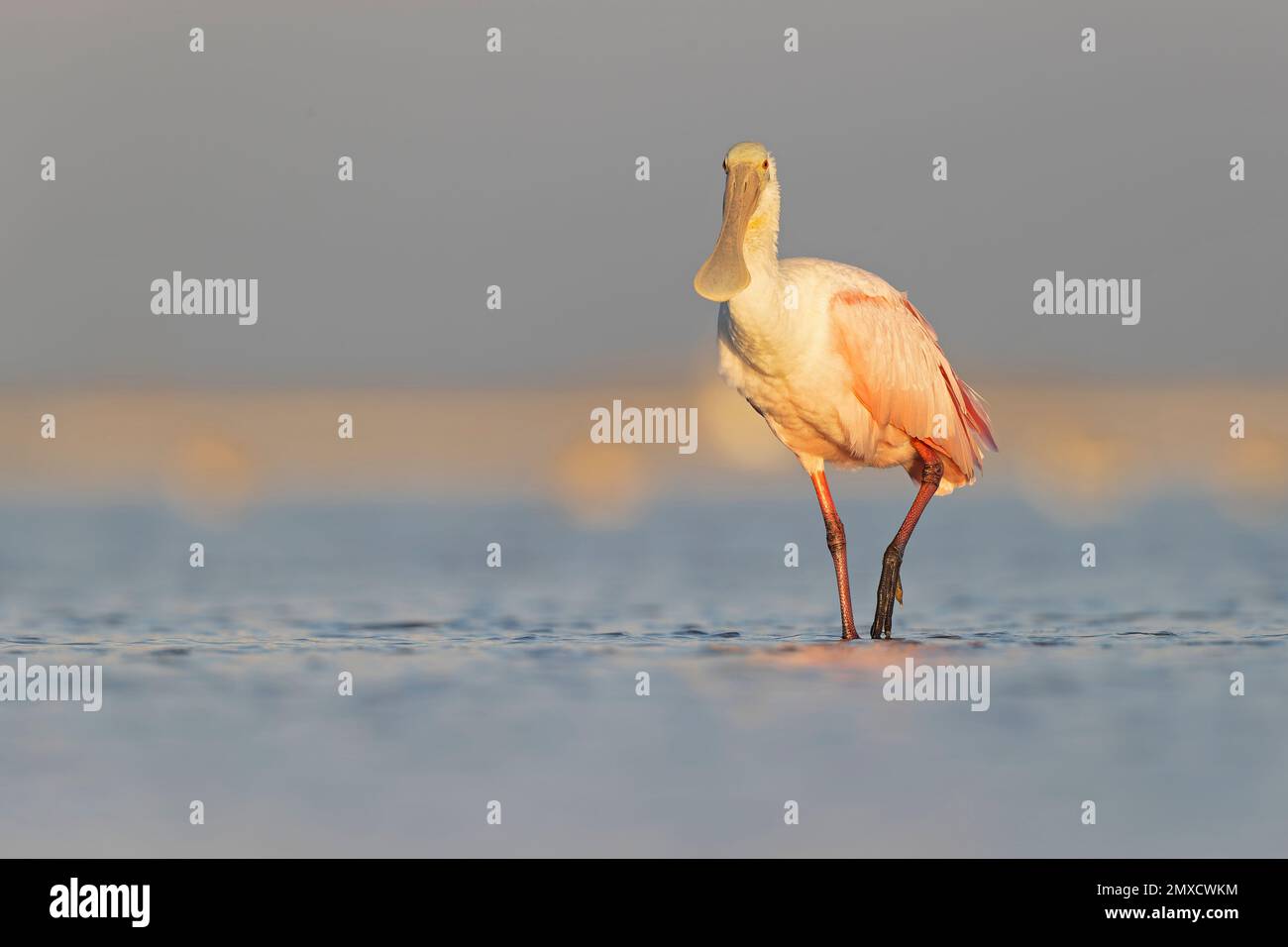 Roseate Spoonbill (Platalea ajaja) che si affaccia sulla costa del Texas South Padre Island. Foto Stock