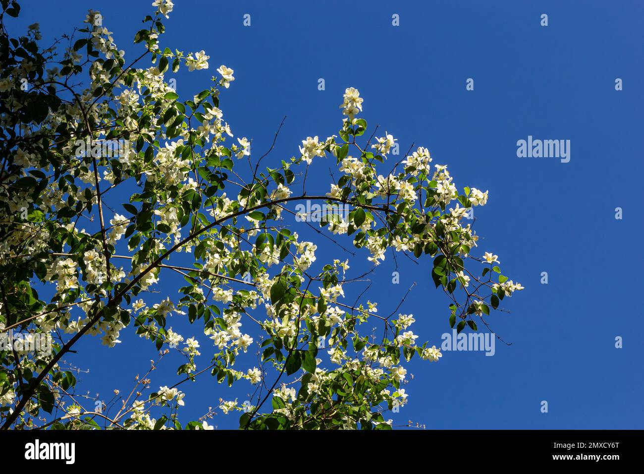 Primo piano di fiori bianchi a forma di ciotola con prominenti stampini gialli del dolce mock arancio o dogwood inglese. Philadelphus coronarius in sunli Foto Stock