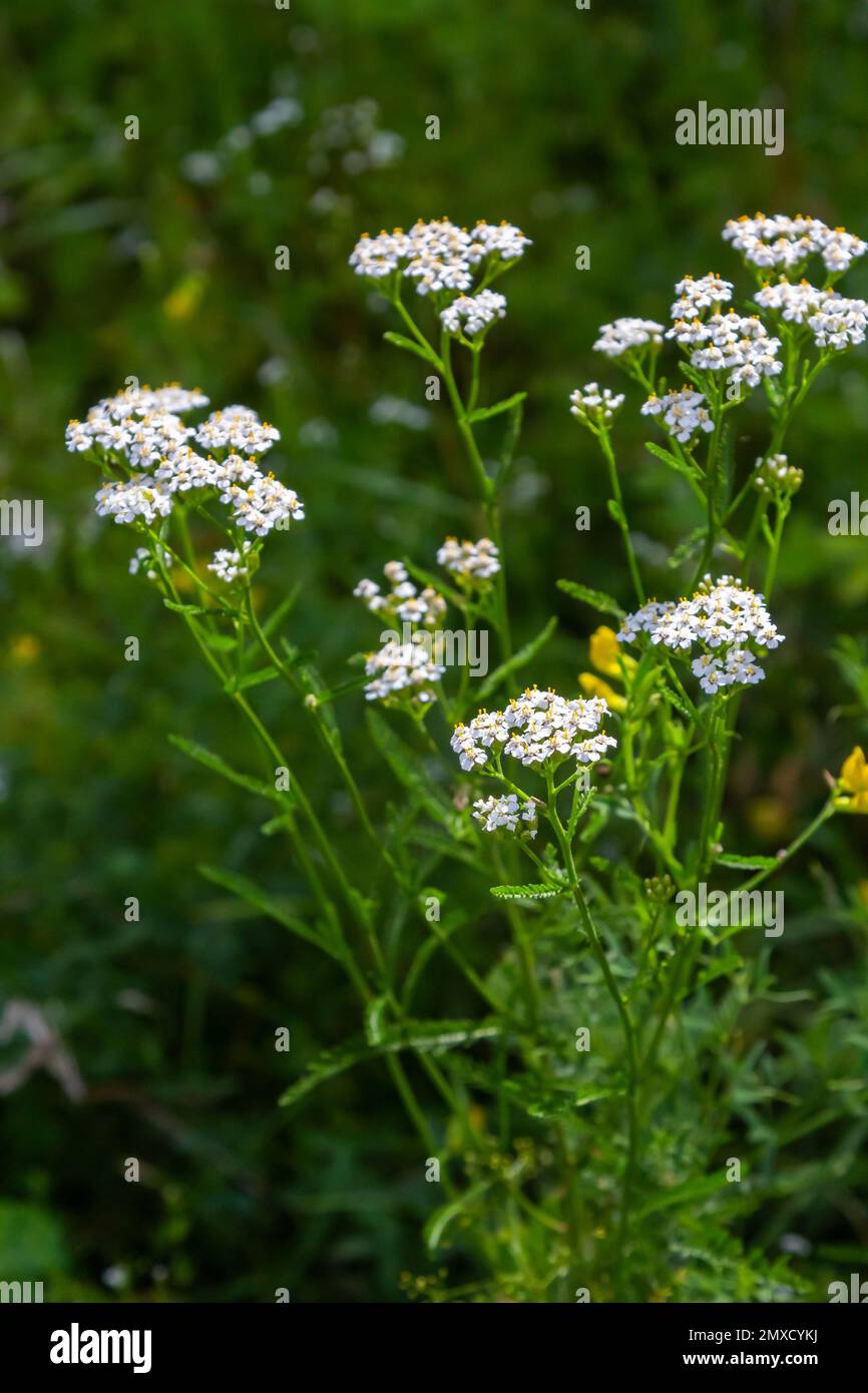 Yarrow comune, fiori di una pianta medicinale. Materie prime per l'industria medica. Foto Stock