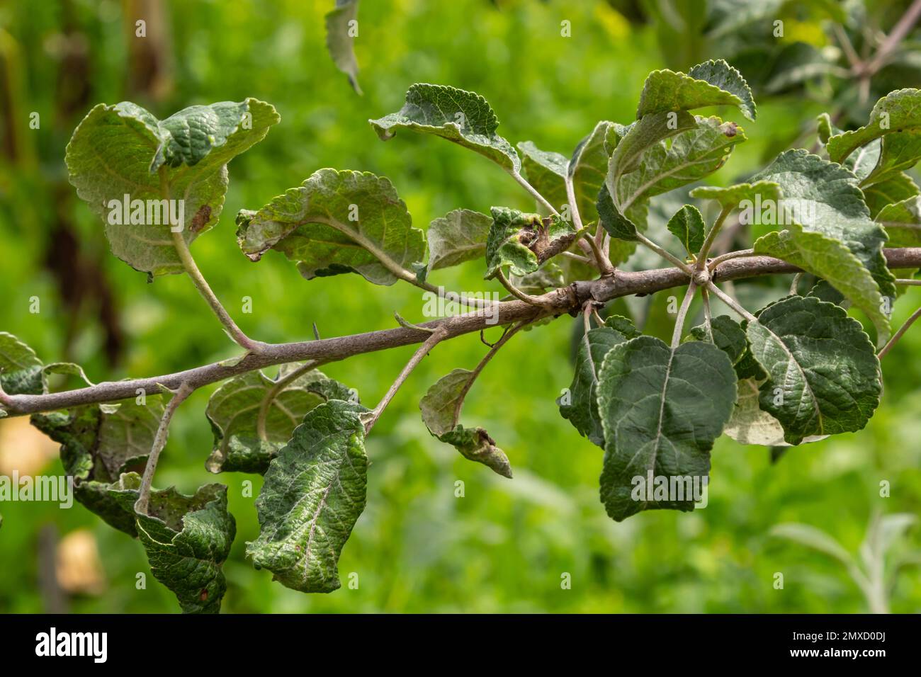 Afidi di mele con riccio di foglie roseo, disaphis devecta, peste di mele. Dettaglio della foglia interessata. Foto Stock