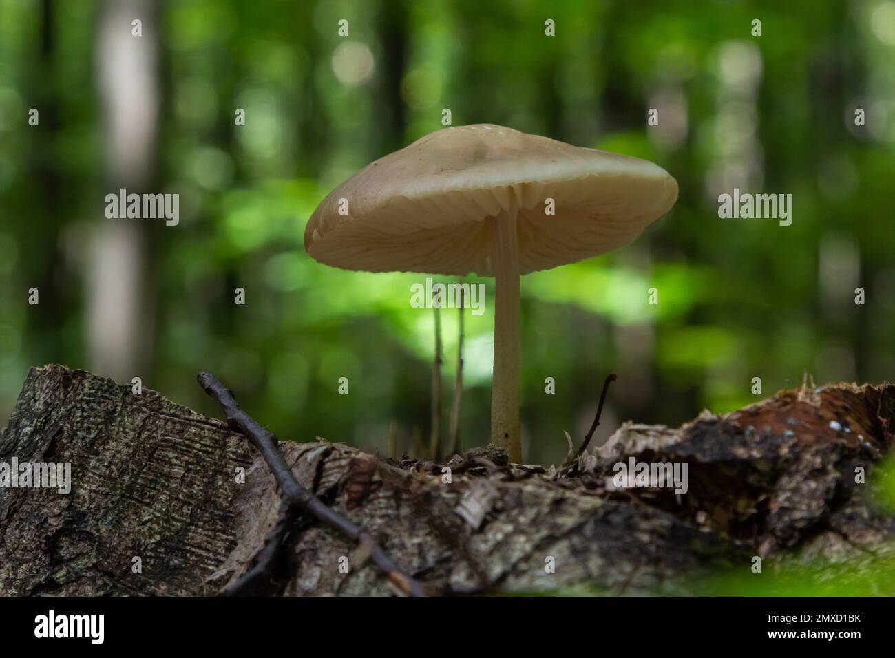 Funghi commestibili Hymenopellis radicata o Xerula radicata su un prato di montagna. Noto come fungo di radice profonda o gambo di radicamento. Fungo selvatico che cresce in Foto Stock