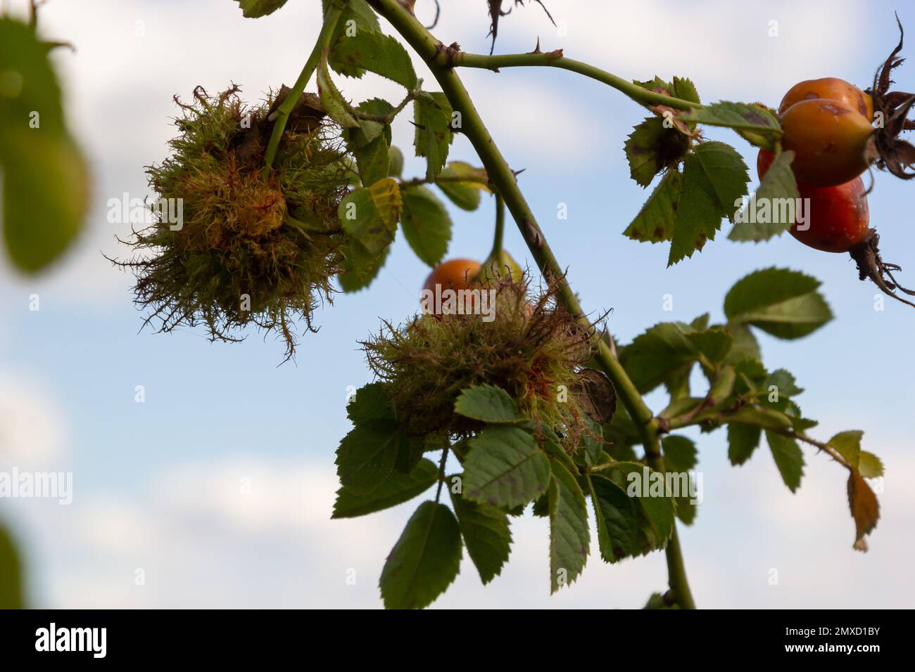 Rosa bedeguar gall, Robin's pincushion gall, muschio sfere Diplolepis rosae su rosa. Foto Stock