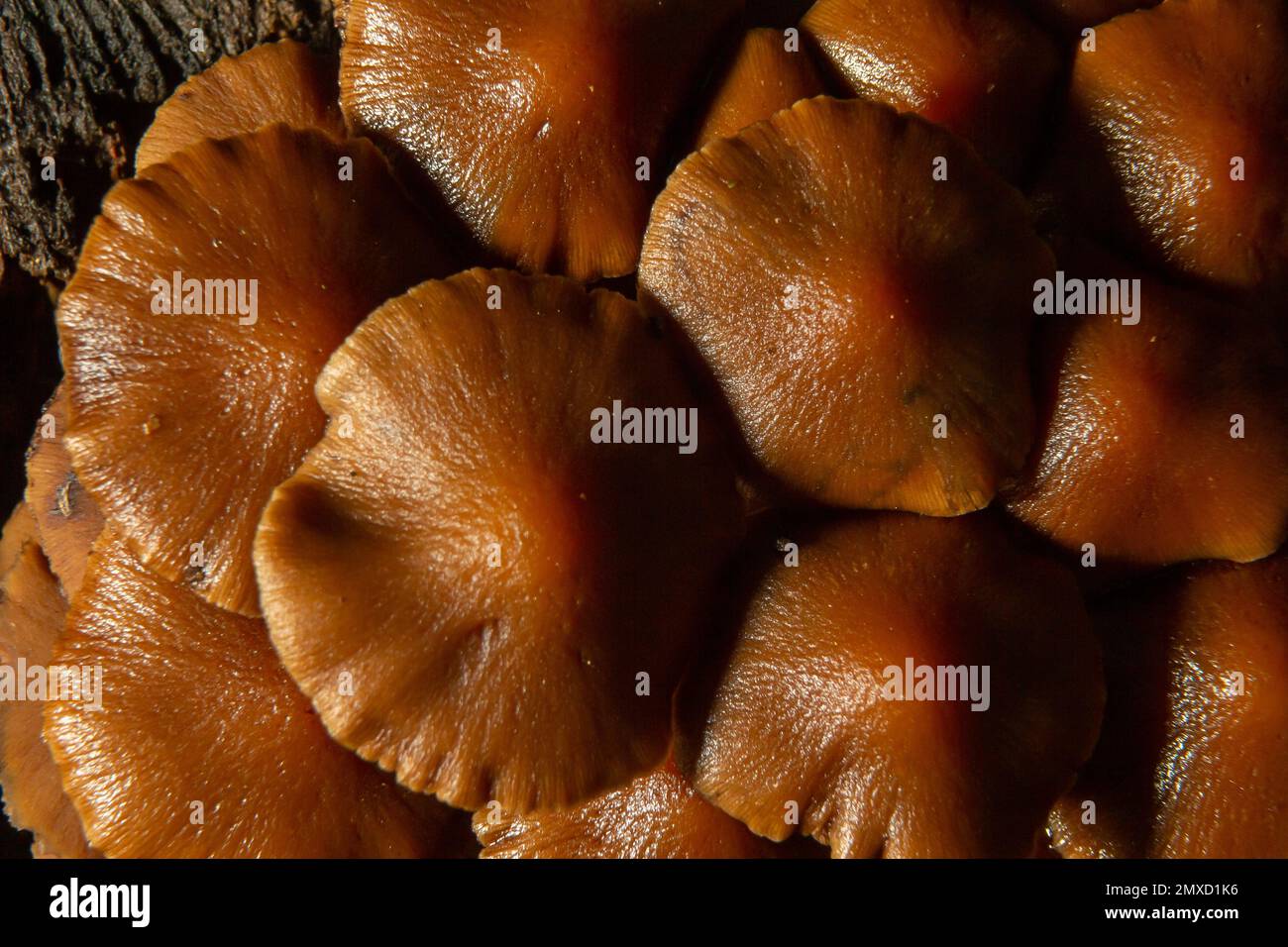 Segatura, segatura estiva Kuehneromyces lignicola. Funghi commestibili. Funghi che crescono su alberi. Foto Stock