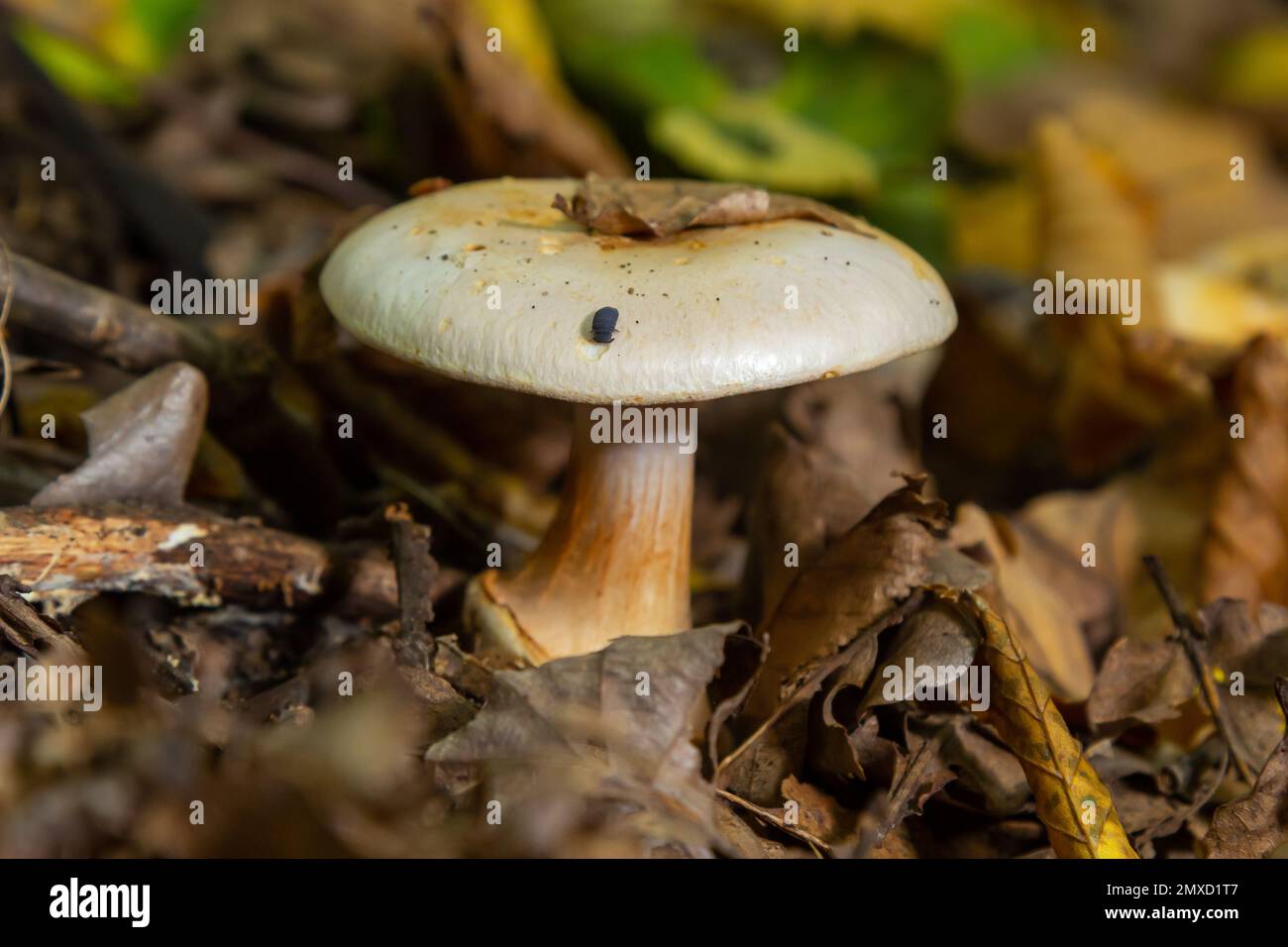 fungo mortale di cortinarius orellanus. Sullo sfondo del fogliame autunnale nella foresta. Foto Stock