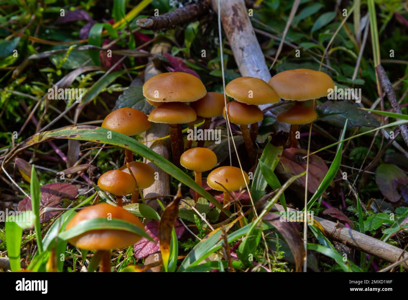 Micena inclinata fungo su vecchio moncone. Gruppo di piccoli funghi marroni su un albero. Fungo immangiabile mincena. Messa a fuoco selettiva. Foto Stock