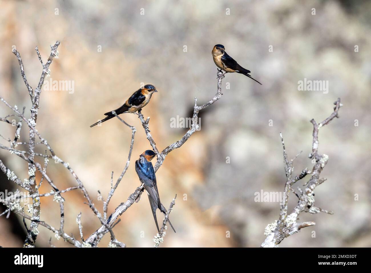 Rondine dal rombo rosso (Hirundo daurica, Cciropis daurica), tre uccelli su un albero morto, Spagna, Estremadura, Parco Nazionale Monfrague Foto Stock