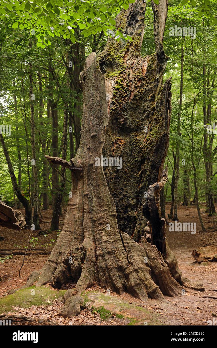 Quercia comune, quercia pedunculata, quercia inglese (Quercus robur, Quercus pedunculata), tronco di quercia cavo nella foresta primitiva di Sababurg, albero molto vecchio, Foto Stock