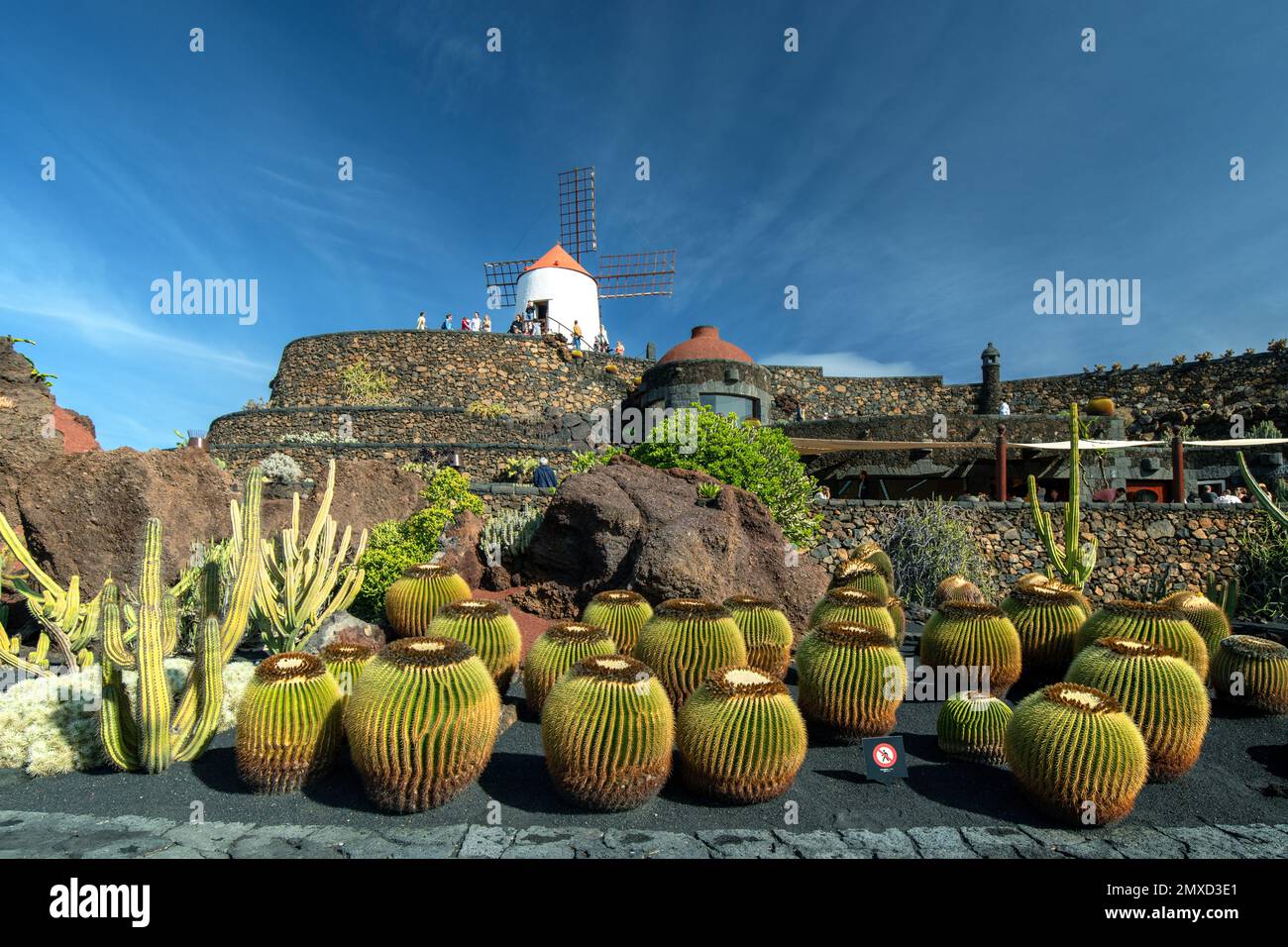 Cactus (Echinocactus grusonii), giardino di cactus Jardin de Cactus Guatiza, Isole Canarie, Lanzarote, Guatiza Foto Stock
