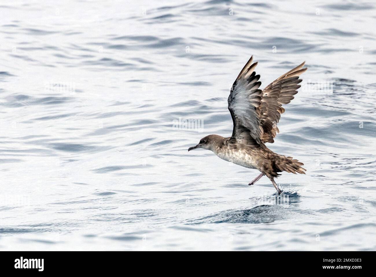 Balearic Shearwater (Puffinus mauretanicus), a partire dalle acque dell'Atlantico, Spagna, Andalusia Foto Stock