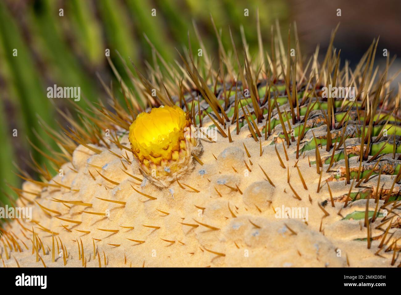 Cactus barile (Echinocactus grusonii), fiore, Isole Canarie, Lanzarote Foto Stock