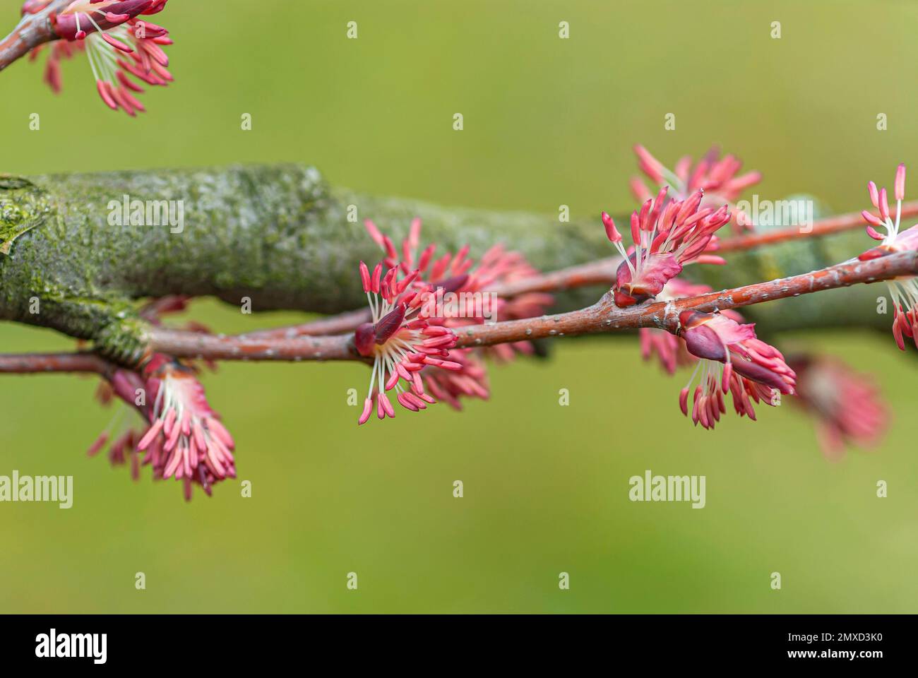 katsura (Cercidiphyllum japonicum), ramo con fiori maschi, Europa, Bundesrepublik Deutschland Foto Stock