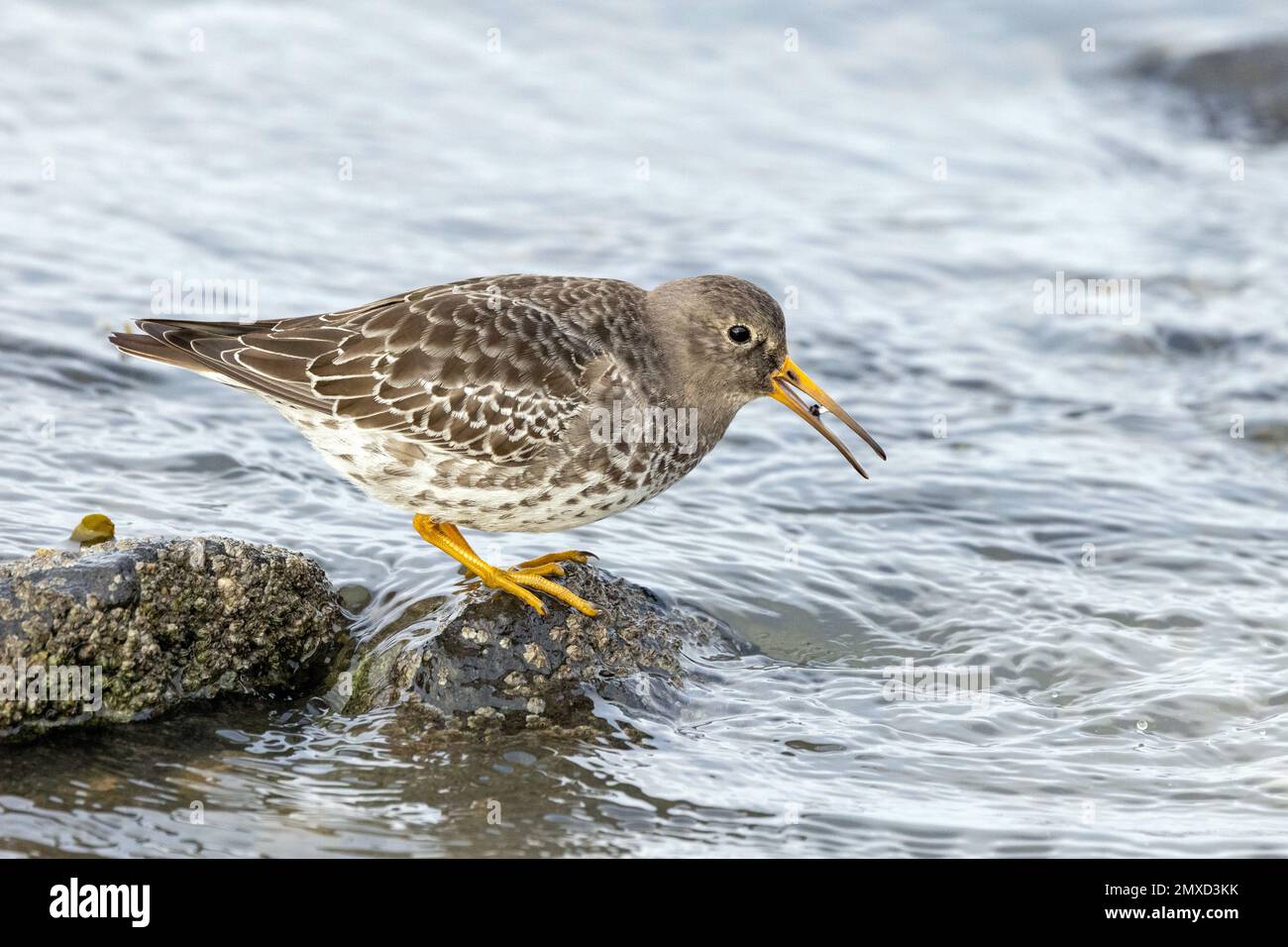 Arenpiper viola (Calidris maritima), in piedi su una pietra a costa del Mare del Nord, Paesi Bassi, Frisia, Paesens Foto Stock