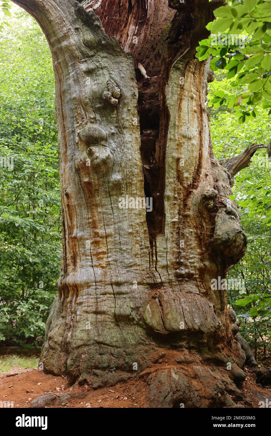 Quercia comune, quercia pedunculata, quercia inglese (Quercus robur, Quercus pedunculata), tronco di quercia molto vecchio nella foresta primitiva di Sababurg, Germania, Assia, Foto Stock